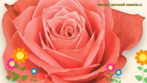 Роза чайно-гибридная Деметра. Краткий обзор, описание характеристик, где купить Demetra