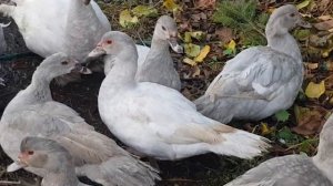 Племенные мускусные утки 2019. Лавандовый, перламутровый, изабелловый окрасы