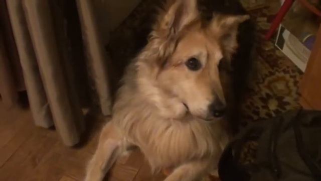 Женева 1 ноября 2015. Забрали из приюта пару недель назад смотреть онлайн