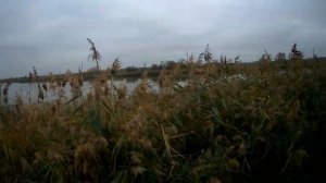 (18 ) ДОБОР ПОДРАНКА СЕЛЕЗНЯ (охота на утку - 2019).mp4