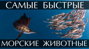 Самые быстрые морские животные