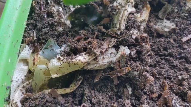 Hot Frog Living Composter Year 1 Day 61 - More Mini Splits for the Urban Worm Bag - Vermicomposting смотреть онлайн