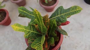 क्रोटन की देखभाल कैसे करें? संपूर्ण जानकारी || How to care for Croton? Complete information