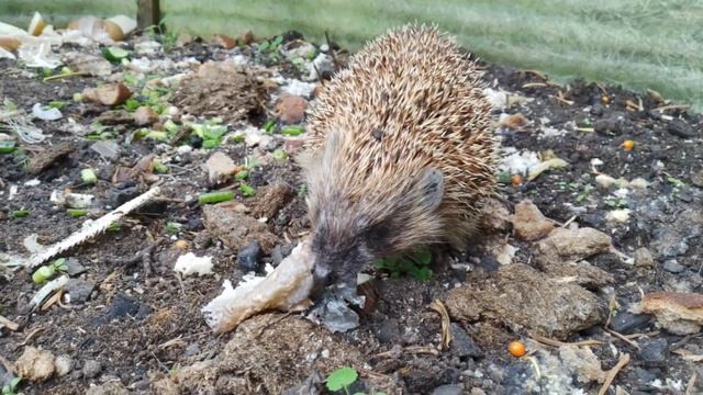 Ёжик уплетает рыбу смотреть онлайн