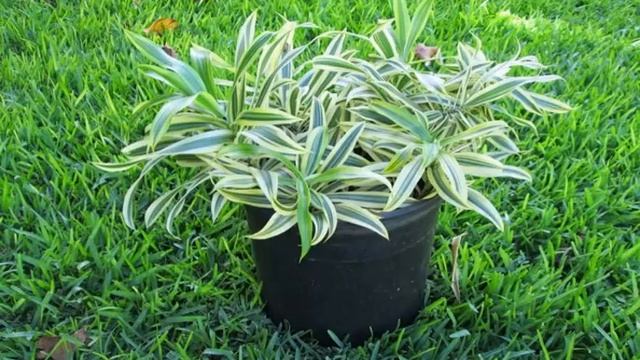 Какие комнатные цветы можно выносить на улицу летом смотреть онлайн