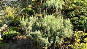 Красивая лаванда осенью. Интересная идея для лаванды. Подставка для большого куста лаванды.