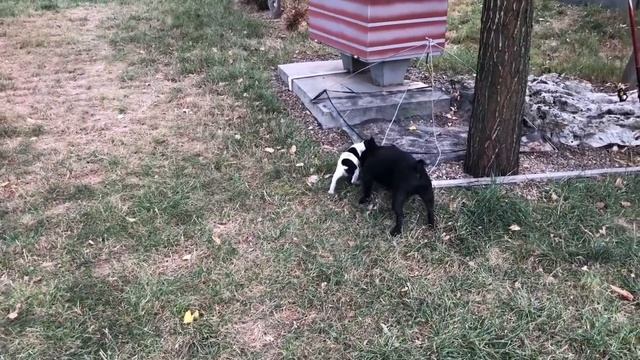 Французский бульдог Мира знакомится с садом и вторым Б смотреть онлайн