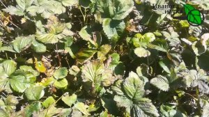 ЛУЧШАЯ ПОДКОРМКА КЛУБНИКИ и ЗЕМЛЯНИКИ в АВГУСТЕ и СЕНТЯБРЕ на большой урожай.