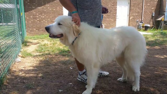 Meet Barry White смотреть онлайн