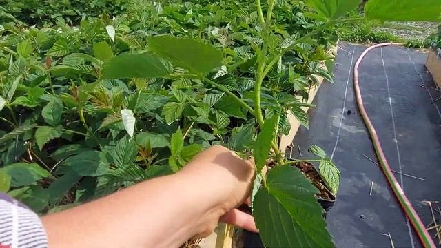 Саженцы малины ЗКС готовы к продаже