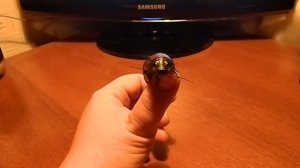Мои мадагаскарские шипящие тараканы