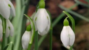 реклама канала Animal Planet