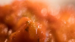 Лютеница. Болгарское застолье