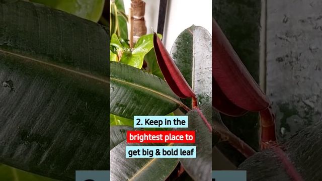 Top 3 Rubber Plant Care Tips for Larger Plant!