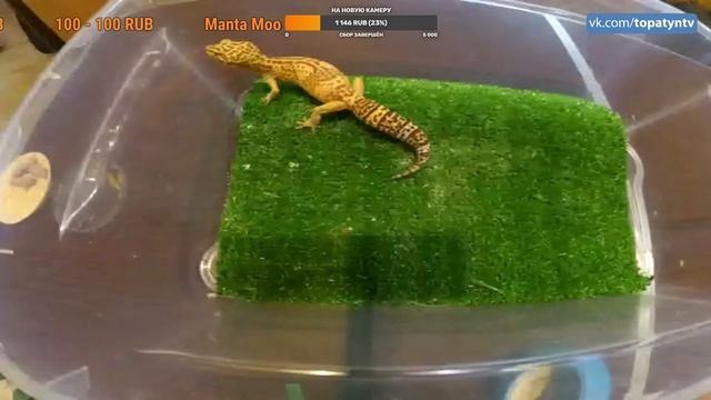 СТРИМ С ЭУБЛЕФАРАМИ / ЭКЗОТИЧЕСКИЕ ЖИВОТНЫЕ / ОТВЕЧАЕМ НА ВОПРОСЫ смотреть онлайн