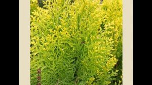 ТУЯ  (THUJA)  сем. Кипарисовые