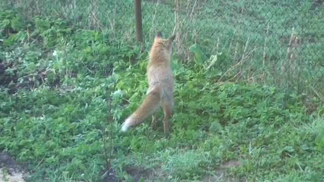 Забавные животные. Лисы совсем ОБНАГЛЕЛИ!!! смотреть онлайн
