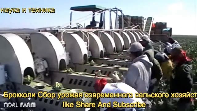 Брокколи Сбор урожая современного сельского хозяйства смотреть онлайн