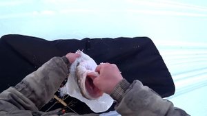 РЫБАЛКА НА ТРОФЕЙНОГО НАЛИМА / ЛУЧШАЯ СНАСТЬ НА НАЛИМА