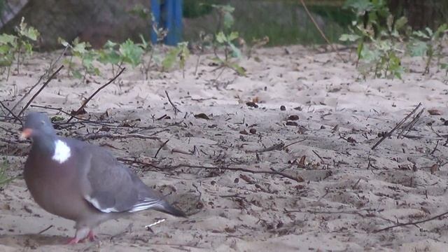 Дикие голуби | Culvers | 鴿子 | piccioni | güvercinler palomas pigeons | الحمام | פּידזשאַנז | смотреть онлайн