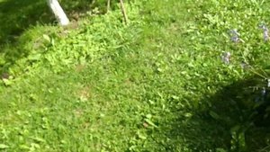 Сорта груш в Беларуси