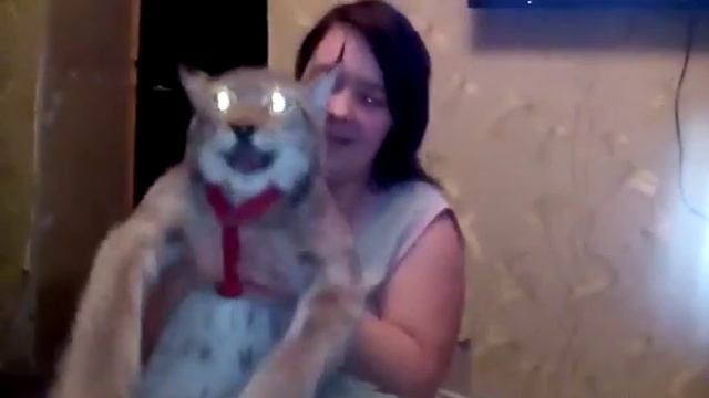 Монстр Василиса (восточно сибирская рысь) смотреть онлайн