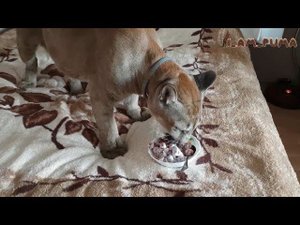 Вкусный десерт для пумы Месси. Delicious dessert for Puma Messi
