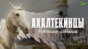 Ахалтекинцы: небесные создания