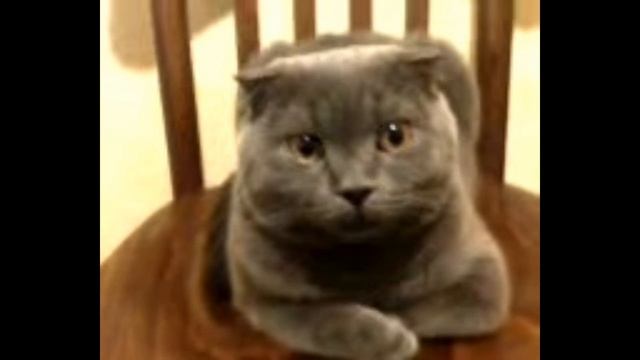 Кот после кастрации в шоке смотреть онлайн