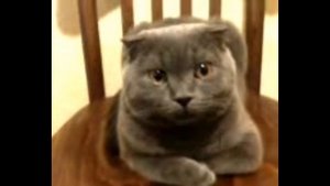 Кот после кастрации в шоке