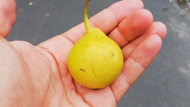 Дикая груша в городе. смотреть онлайн