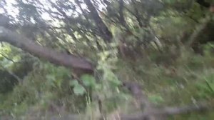 Пастбищное содержание свиней.