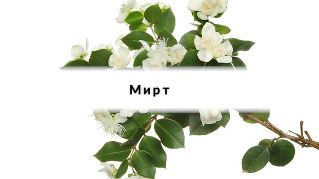 Комнатные растения для семейного счастья и благополучия смотреть онлайн