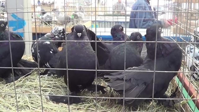 МОСКОВСКАЯ ЯРМАРКА ГОЛУБЕЙ. 03.10.20#голуби#ярмаркаголубей#loft#pigeon