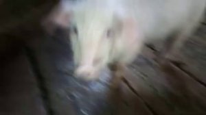 ЖИЗНЬ В ДЕРЕВНЕ, АЛТАЙСКИЙ КРАЙ ГОРОД ЗАРИНСК?️