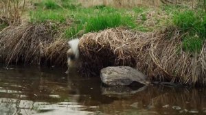 БУДНИ В УРАЛЬСКОЙ ДЕРЕВНЕ _ КУПАНИЕ НА РЕКЕ _ ОГОРОД _ ЖАРА