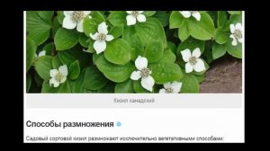 Кизил – полезная шайтанова ягода.