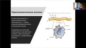 Лекция 1, Строение прокариотической клетки.