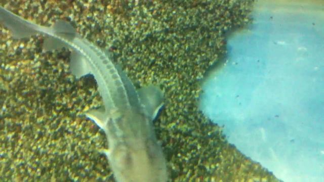 Амударьинский большой лопатонос | Pseudoscaphirhynchus kaufmanni смотреть онлайн