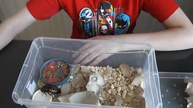 Мадагаскарские шипящие тараканы: размножение и содержание