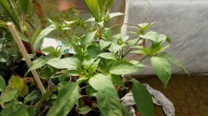 Растение перца Халапеньо