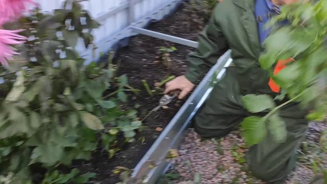 Заморозок. Выкапываем георгины. 19.09.2021г.