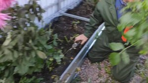 Заморозок. Выкапываем георгины. 19.09.2021г.