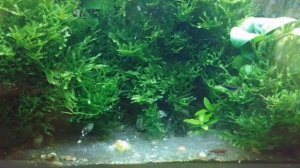 Креветочник 30 литров. Последствия препарата No Planaria. Появление креветят!