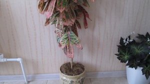 Кротон (Кодиеум)🍂🍂🍂