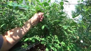 Сделайте это сразу после сбора ягод жимолости