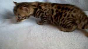 Бенгальские котята -25.07.2011 (кот3) - BENGAL KITTENS for SALE