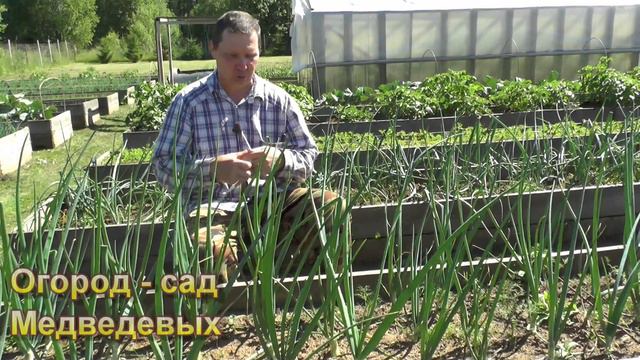 Подкормка, которой часто пренебрегают при выращивании лука смотреть онлайн