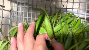 Plant Shopping at 3 Big Box Store Locations! Hoya Wayetii Costa Farms | Red Prayer Plant & Alocasia