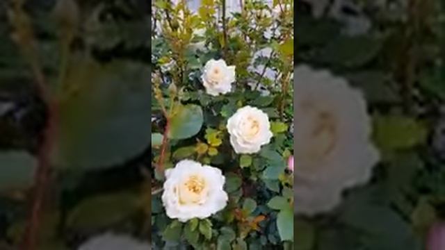Цветение розы Дэвида Остина  Crocus rose , май 2020г.